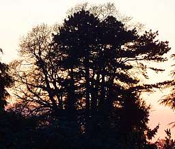 Trees in Longley Green - the subject of a preservation order